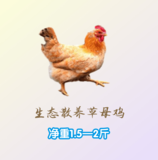 【仙居园生态农场】散养草母鸡（净重1.5—2斤/只）